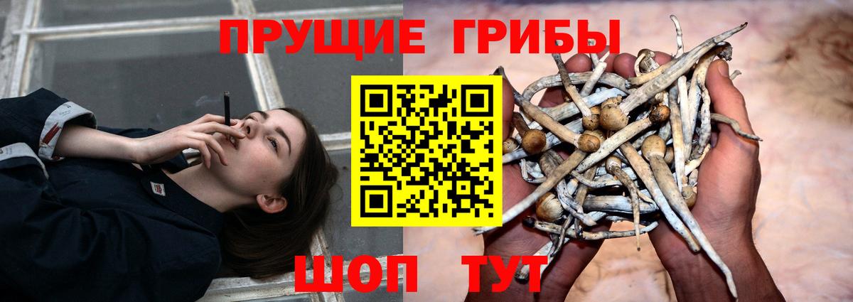 Псилоцибиновые грибы Psilocybe  Вход с VPN  Арзамас 